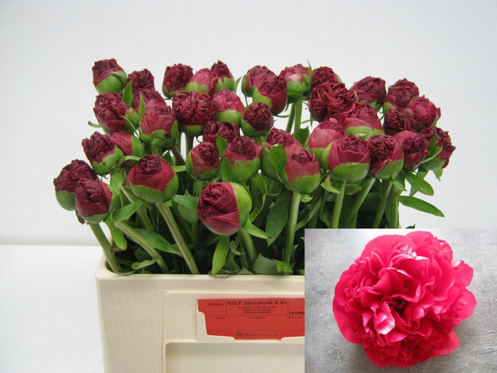 <h4>PAEO COM PERFORMANCE</h4>