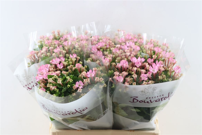 <h4>Bouvardia En Pink Jewel</h4>