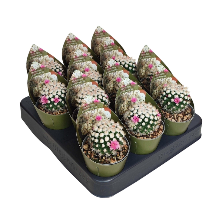 <h4>MAMM GRACILIS</h4>