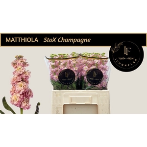 MATTH STOX CHAMPAGNE