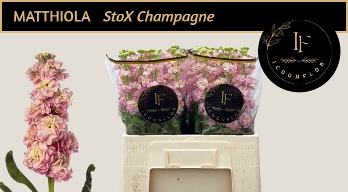 <h4>MATTH STOX CHAMPAGNE</h4>
