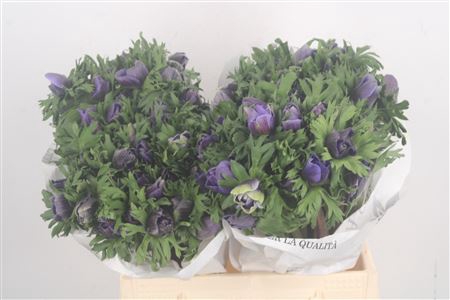 <h4>Anemone Mistral Blue</h4>