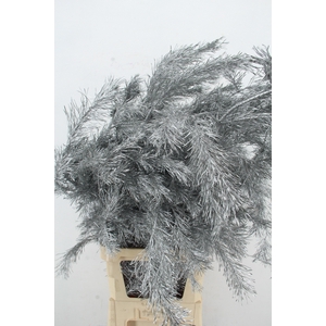 Pinus Alaska per stem 130cm Zilver