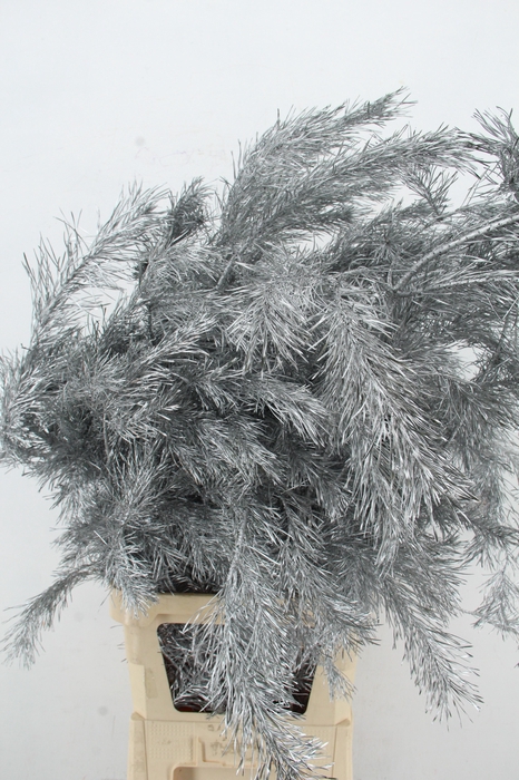 <h4>Pinus Alaska per stem 130cm Zilver</h4>