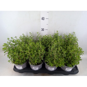 Origanum majorana