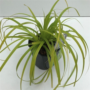 Graminées Carex 'Everillo'