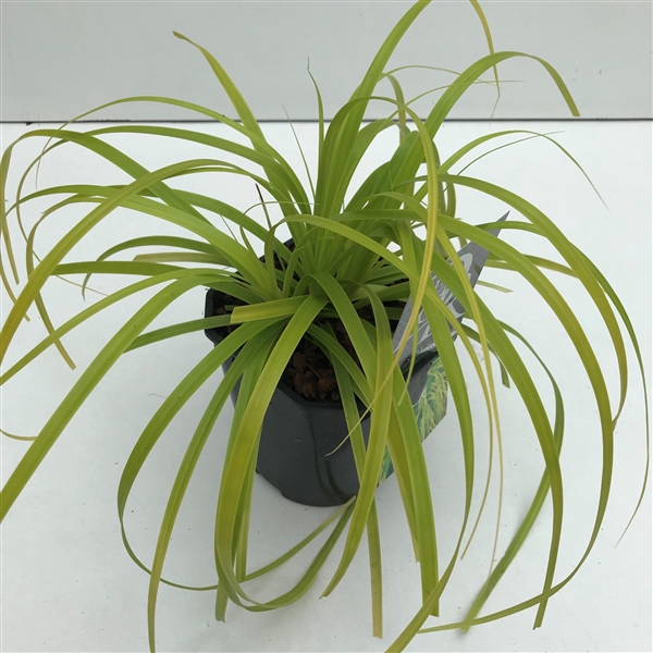 <h4>Carex 'Everillo'</h4>