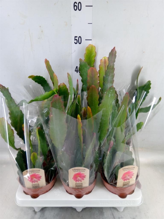 <h4>Epiphyllum   ...</h4>