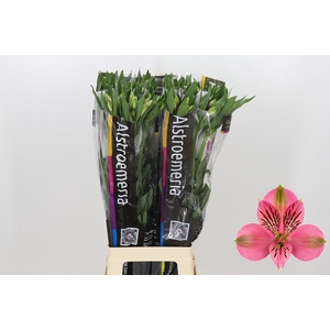Alstroemeria Elegance