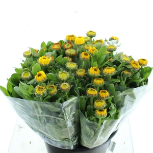 Calend Yellow