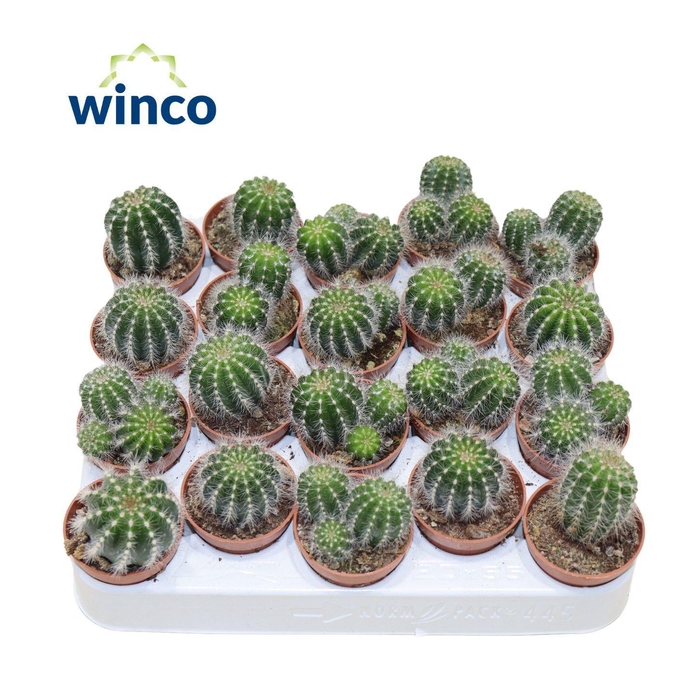 <h4>Notocactus Magnificus (group)</h4>