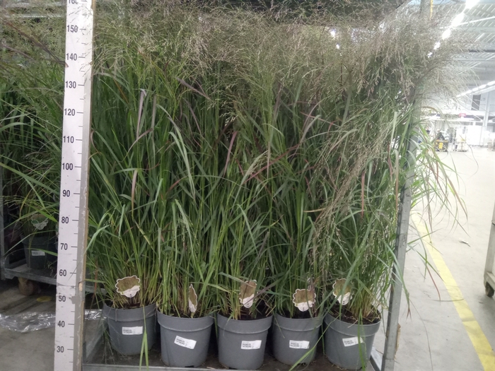 <h4>Panicum virgatum</h4>