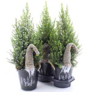 PICEA GL MAGNIFIQUE