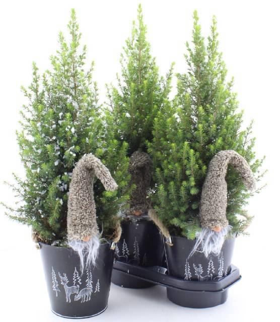 <h4>PICEA GL MAGNIFIQUE</h4>