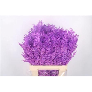 RUSCUS PAINTED MILKA