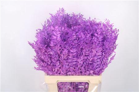 <h4>RUSCUS PAINTED MILKA</h4>