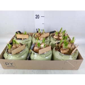 Arr.  Narcissus Tete Tete L%