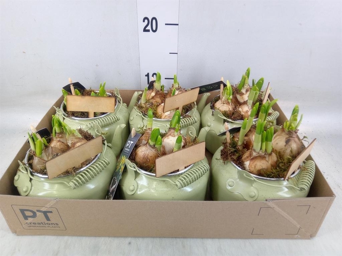 <h4>Arr. Narcissus Tete Tete L%</h4>