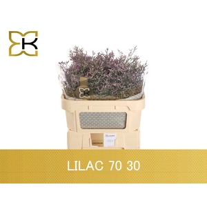 LIMONIUM  'SAFORA LILAC'