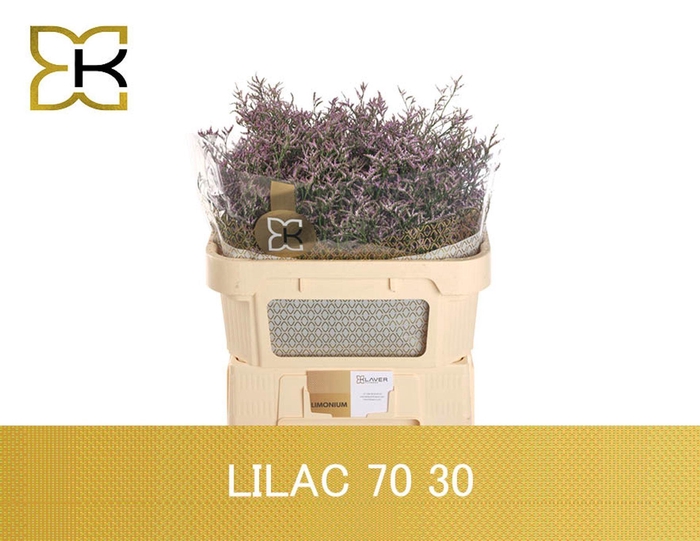 <h4>LIMONIUM  'SAFORA LILAC'</h4>