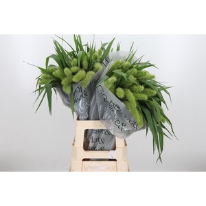 Seta Ital Volle Melk