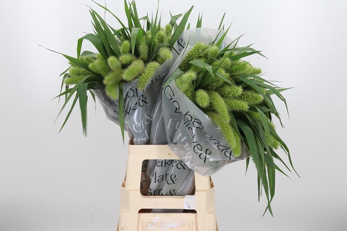 <h4>Seta Ital Volle Melk</h4>