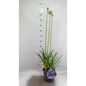 Agapanthus TR 'Dr. Brouwer'