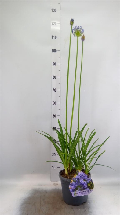 <h4>Agapanthus TR 'Dr. Brouwer'</h4>