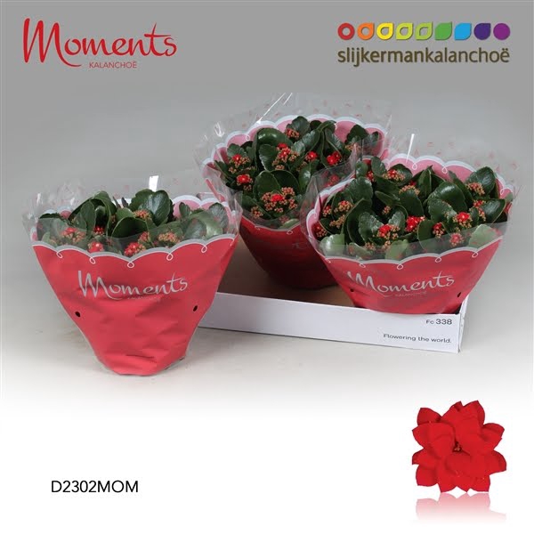 <h4>Kalanchoe Moments - Red</h4>