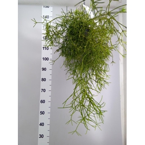 Rhipsalis   ...