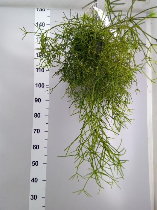 <h4>Rhipsalis   ...</h4>