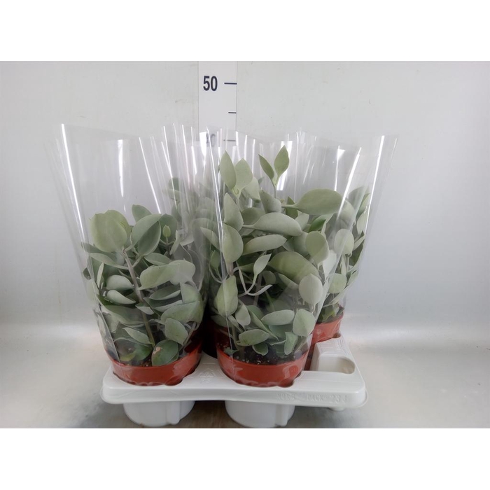 <h4>Kalanchoe NF   ...</h4>