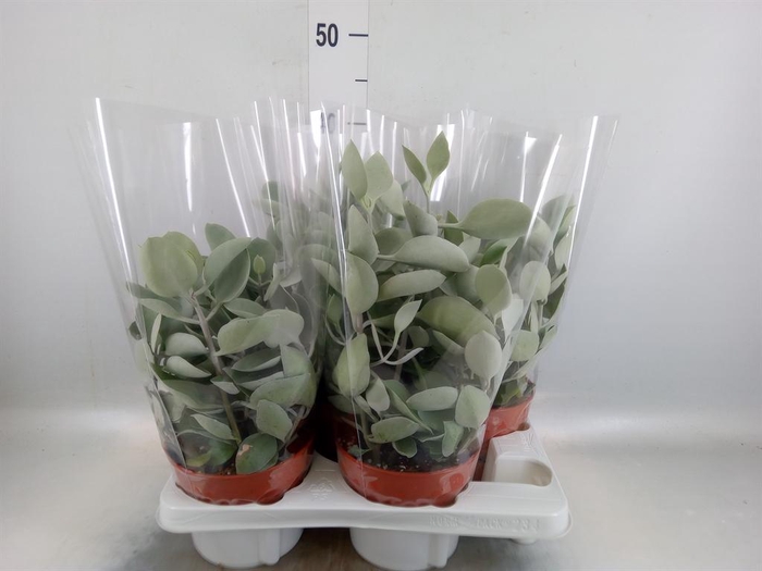 <h4>Kalanchoe NF   ...</h4>
