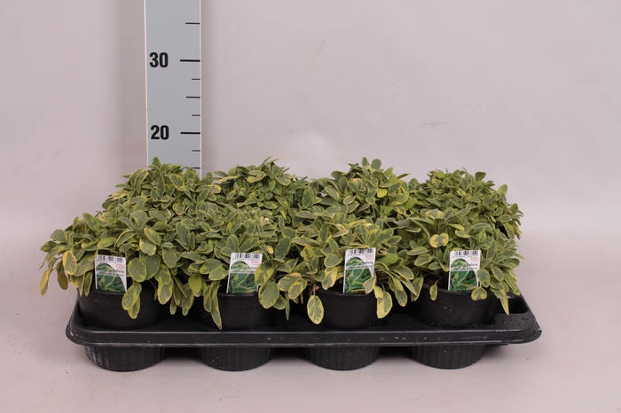 <h4>Kruiden I Salvia officinalis (Salie)</h4>