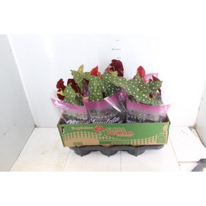 BEGONIA MACULATA P13 PO