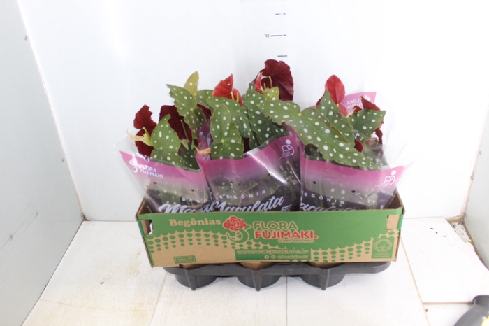 BEGONIA MACULATA P13 PO