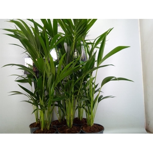 Howea forsteriana