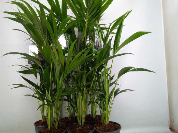 <h4>Howea forsteriana</h4>