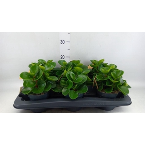 Peperomia obt. 'Green Gold'