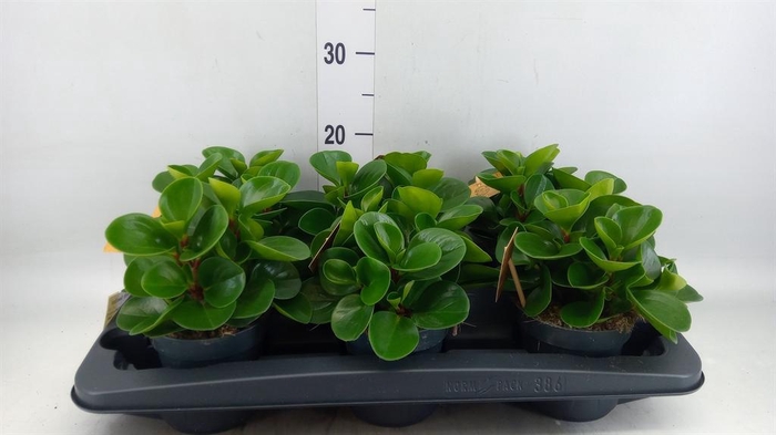 <h4>Peperomia obt. 'Green Gold'</h4>