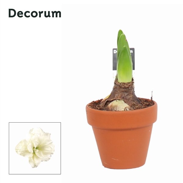 Hippeastrum Kolibri Alfresco 2 Knop Terracotta OP (Decorum)