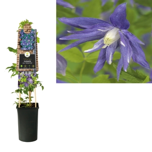 Clematis macr. 'Maidwell Hall' +3.0 label