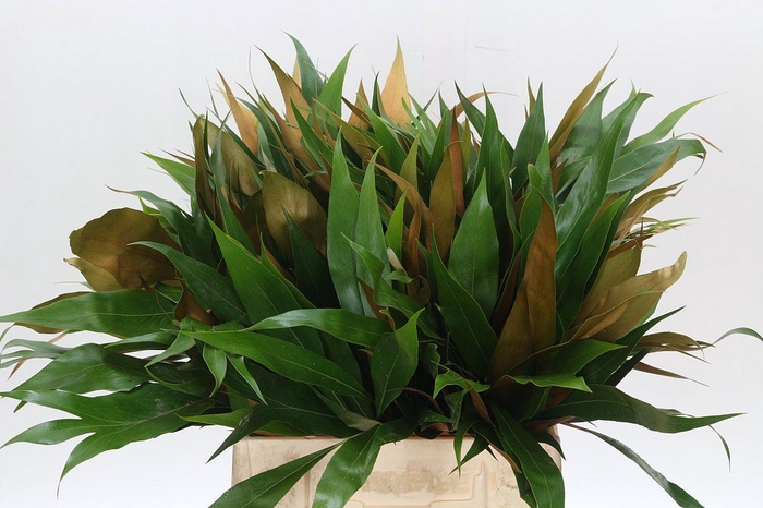 <h4>Grevillea baileyana "Gold"</h4>