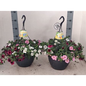 Calibrachoa Aloha gemengd