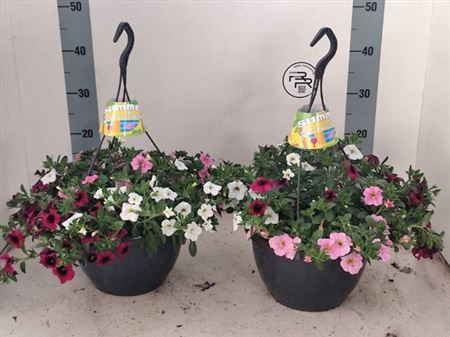 <h4>Calibrachoa Aloha gemengd</h4>