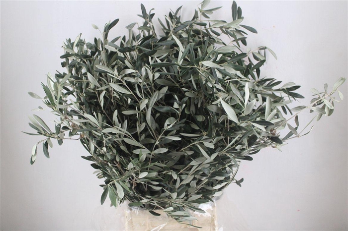 <h4>Olive 300gr P/b</h4>