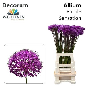 Allium Purple Sensation Aqua Box 200