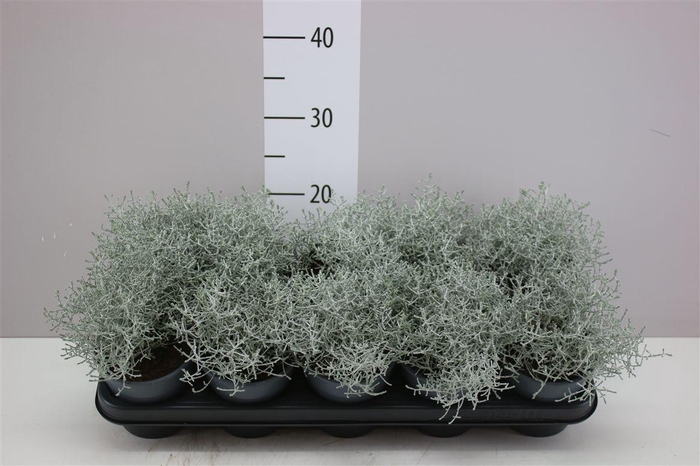 <h4>Calocephalus</h4>