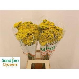 Achil F Parker Variety (x50)