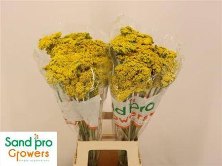 <h4>Achil F Parker Variety (x50)</h4>